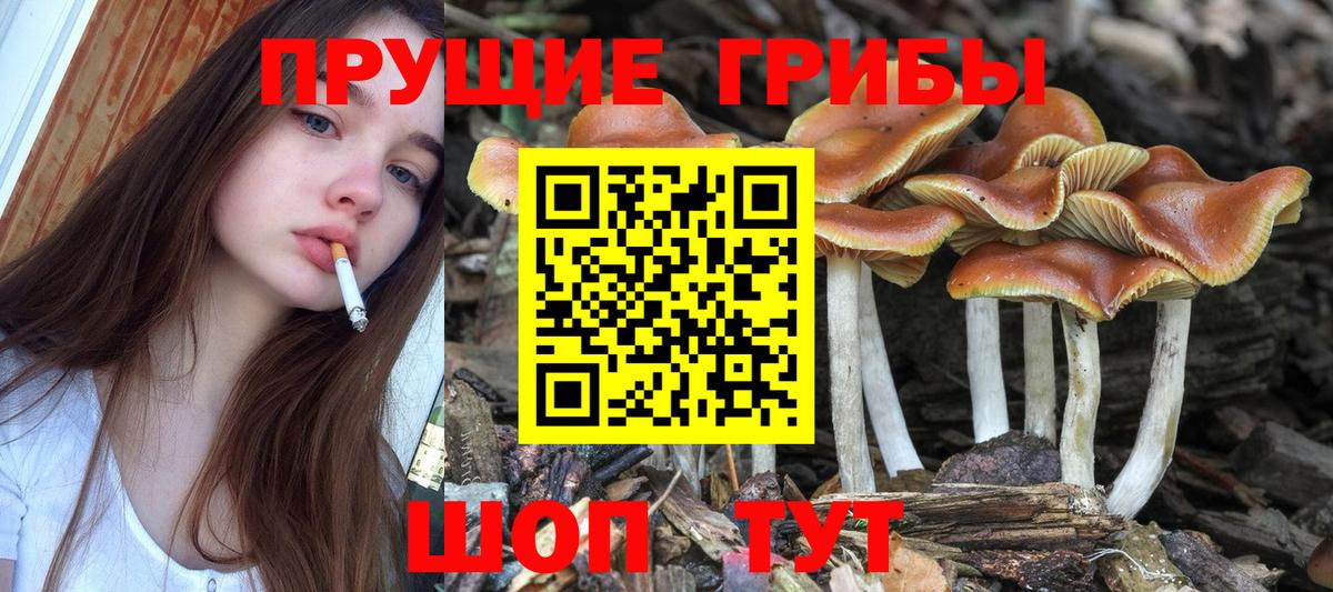 Псилоцибиновые грибы MAGIC MUSHROOMS  Вход с VPN  Канаш  Псилоцибиновые грибы мицелий 